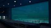 画像ギャラリー No.012のサムネイル画像 / 沖縄美ら海水族館「黒潮の海」がPS Home内でバーチャル再現