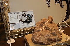 ꡼ No.042 | ĹĹΰ 蘆餬б餷ơ٥Ȥʤɤ礤夬ä֥󥹥ϥ󥿡ե09ݡȤ2