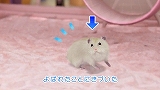 ハムスターチャンネル