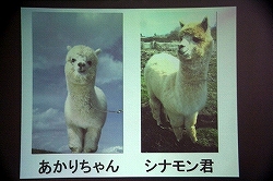 画像集#017のサムネイル/那須アルパカ牧場のコスチュームに身を包んだ“ひつじ隊”が,PSP「ようこそ ひつじ村 ポータブル」をアピール!