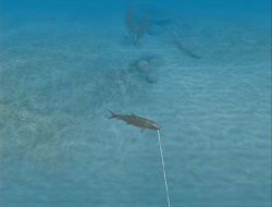 ������#004�Υ���ͥ���/�缫������ǥե��å��󥰤�ǽ���褦�����֥ե��å��奢����Wii�פ�4��30����ȯ�����