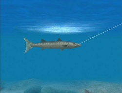 ������#003�Υ���ͥ���/�֥ե��å��奢�����ץݡ����륵���Ȥ������ץ󡣺ǿ���Υࡼ�ӡ���