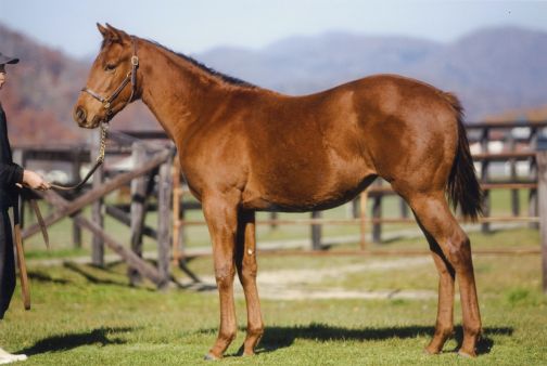 画像集#004のサムネイル/「ウイニングポストワールド」一口出資権が当たるキャンペーンを実施