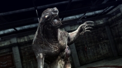 ꡼ No.006Υͥ / ֥Хϥ/ɡ˥륺ס꡼֡ȥƥԤо줹4Υ꡼㡼Ҳ