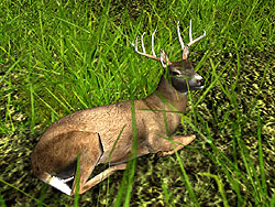 ������#006�Υ���ͥ���/�缫���ǥꥢ��ʼ��Ĥ�ڤ����֥ϥ�ƥ��󥰡������ߥƥå�2009�פβ�������Ǻ�