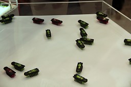 ꡼ No.066 | 㥷硼2010׳롤Ϣξʤƥ/ϥƥ򤼤ǿݡ