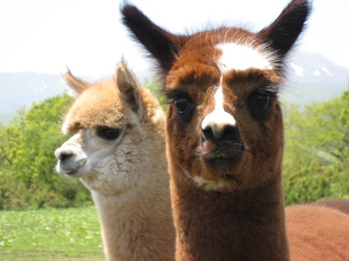 画像ギャラリー No.003のサムネイル画像 / DS「ルーンファクトリー3」,那須「アルパカ牧場」とコラボ開催