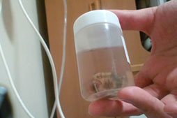 ꡼ No.019 | ʡۼŦмѤƼ餬Хϥˤʤä