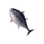 画像ギャラリー No.001のサムネイル画像 / 「剣闘士」,「剣と魔法と学園モノ。」にも登場のマグロが武器に