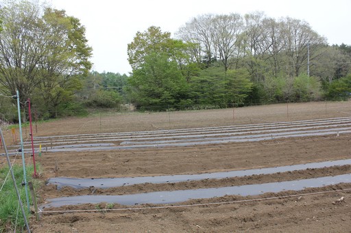 ꡼ No.006Υͥ / ϺפBBQڤArcheAgeץե饤󥤥٥Ȥݡȡ5˼Ϥɤʡȼ¡ɤդΤ