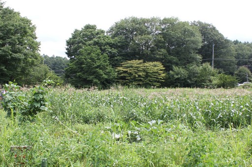 ꡼ No.007Υͥ / ϺפBBQڤArcheAgeץե饤󥤥٥Ȥݡȡ5˼Ϥɤʡȼ¡ɤդΤ