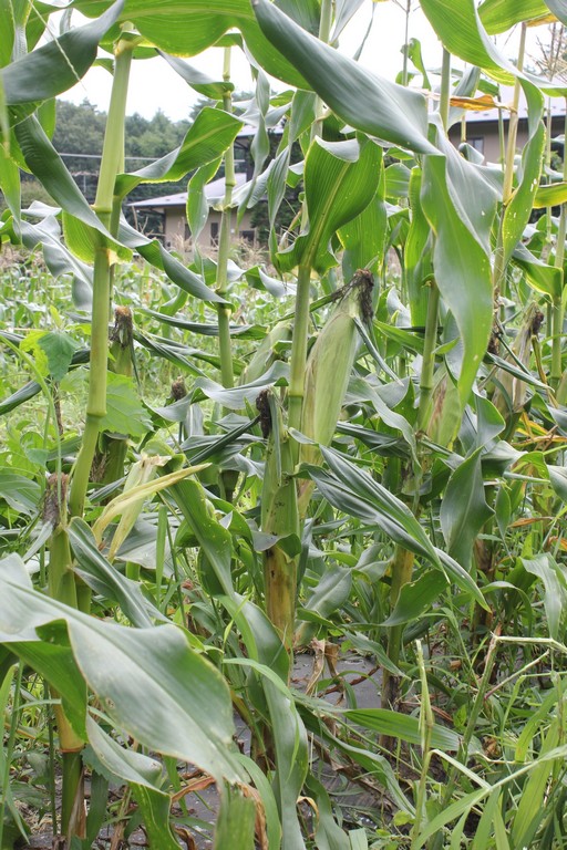 ꡼ No.008Υͥ / ϺפBBQڤArcheAgeץե饤󥤥٥Ȥݡȡ5˼Ϥɤʡȼ¡ɤդΤ