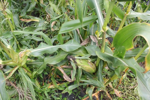 ꡼ No.009Υͥ / ϺפBBQڤArcheAgeץե饤󥤥٥Ȥݡȡ5˼Ϥɤʡȼ¡ɤդΤ