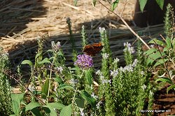 ���������꡼ No.022�Υ���ͥ������ / �ꥢ��ʡ֥����롼����פǡȥͥ����㡼���θ������ϥ�������μ����θ��ĥ����ˤ����⤷�Ƥ���