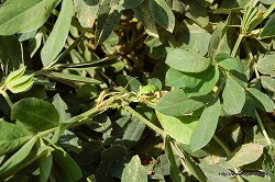 ���������꡼ No.025�Υ���ͥ������ / �ꥢ��ʡ֥����롼����פǡȥͥ����㡼���θ������ϥ�������μ����θ��ĥ����ˤ����⤷�Ƥ���