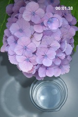 ꡼ No.003 | iPhoneϥϥɥiPhone/iPod touch򷹤ƿũ򱿤֥ѥAQUA FOREST 2פۿ