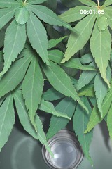 ꡼ No.004 | iPhoneϥϥɥiPhone/iPod touch򷹤ƿũ򱿤֥ѥAQUA FOREST 2פۿ