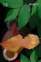 ꡼ No.008 | iPhoneϥϥɥiPhone/iPod touch򷹤ƿũ򱿤֥ѥAQUA FOREST 2פۿ