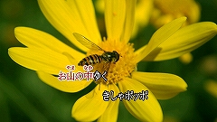 ꡼ No.005 | ǲΤꡪ֥饪JOYSOUND Wii DXסȯ