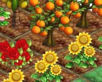 ���������꡼ No.003�Υ���ͥ������ / �����30�������˴ֶ������ѥ������for mixi�ץ��åץǡ��Ⱦ���