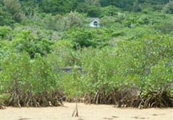 ���������꡼ No.004�Υ���ͥ������ / ������ư��Ϣư���륽������륲����֥ͥåȤǥޥ󥰥����֡פ�mixi���о�