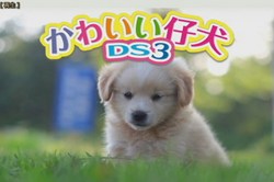 画像ギャラリー No.001のサムネイル画像 / 「かわいい仔犬DS3」の公式サイトがオープン。TV CM映像の仔犬を見てデレデレしちゃおう