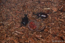 画像ギャラリー No.074のサムネイル画像 / 「モンスターハンターポータブル 3rd」と信州渋温泉のコラボ企画再び。グレードアップしたイベントの取材レポート(第1部)を掲載