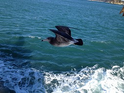 画像集#020のサムネイル/マフィア梶田の二次元が来い!:第190回「575のリズムで楽しめるマフィアの参拝珍道中【ぶらり旅編】」