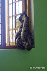 画像ギャラリー No.013のサムネイル画像 / マフィア梶田の二次元が来い！：第252回「ジョジョの微妙な冒険 〜ミャンマー編〜 その2」