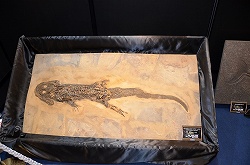 ꡼ No.015 | ե奢ʤӤäŷνʪ⤢ä֥եƥХ2011βơϡץݡ