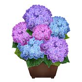 画像ギャラリー No.005のサムネイル画像 / 「キャラフレ」,紫陽花が咲く梅雨イベントが6月9日に開始。天候システムも