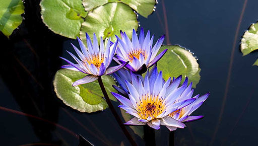 ꡼ No.003 | ֥եפΥޥåסȤեѡɤ˿ϡɲ