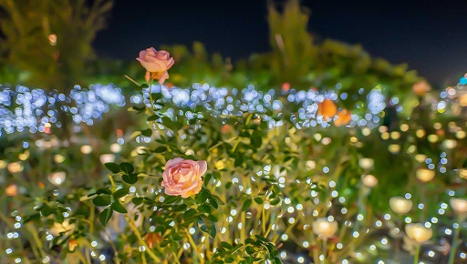 ꡼ No.007 | ֥եפξ߹ؽޥåסȤեѡɤߤΥߥ͡˥˥塼