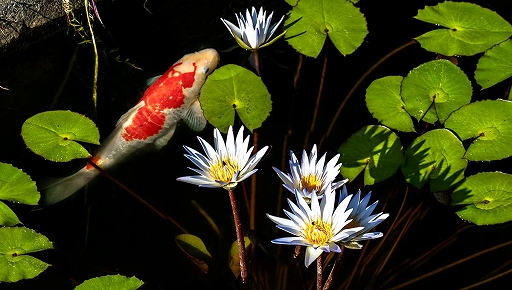 ꡼ No.008 | ֥եפξ߹ؽޥåסȤեѡɤߤΥߥ͡˥˥塼