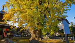 ꡼ No.004 | ֥եס٥ȡ­ǰɹؽ»ܡ񸷤ɤ򸫳ؤǤ