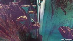 ꡼ No.069 | ǥåΤ褦äΥեåħŪ3DEl Shaddai ASCENSION OF THE METATRONפ2010ǯȯ