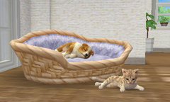 ȥסɥ뤫Ƹǽ˻ҸϤɤˤ롩nintendogs  catsפθȤ3Υѥåܺ٤餫