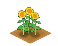 画像ギャラリー No.002のサムネイル画像 / 牧場を夏らしい雰囲気に。「みんなで牧場物語」,ヒマワリが期間限定で登場