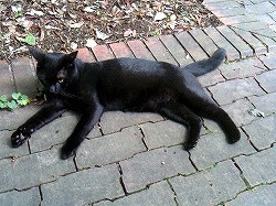 画像ギャラリー No.013のサムネイル画像 / マフィア梶田の二次元が来い!:第68回「勇者ツルシコとJAXAのネオランガ」