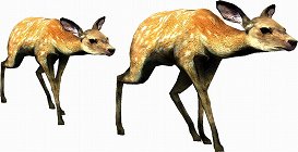 ꡼ No.001Υͥ / ƤȤϤ줿²饤α̿ϤˡTOKYO JUNGLEפβʴĶưʪãΥȡ꡼Ҳ