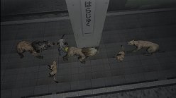 ꡼ No.023Υͥ / ƤȤϤ줿²饤α̿ϤˡTOKYO JUNGLEפβʴĶưʪãΥȡ꡼Ҳ