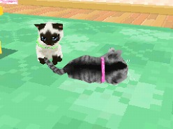 画像ギャラリー No.003のサムネイル画像 / 2匹の猫ちゃん達の仕草がキュートすぎ。「かわいい子猫DS3」の公式サイトが正式オープン