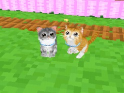 画像ギャラリー No.011のサムネイル画像 / 2匹の猫ちゃん達の仕草がキュートすぎ。「かわいい子猫DS3」の公式サイトが正式オープン