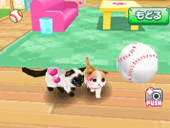 画像ギャラリー No.040のサムネイル画像 / 2匹の猫ちゃん達の仕草がキュートすぎ。「かわいい子猫DS3」の公式サイトが正式オープン