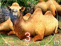 動物との絆を深めて動物園を大きくしよう。マーベラスエンターテイメント，ニンテンドー3DS用ゲーム「アニマルリゾート（仮）」を2011年春発売
