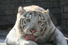 ���������꡼ No.001�Υ���ͥ������ / �֥��˥ޥ�꥾���� ưʪ�������!!�ץ�����δ������Ǥ�Ҳ𤹤�ץ��⡼�����ࡼ�ӡ������������ȤǸ����ˡ�����ưʪ����ȤΥ���ܤ�