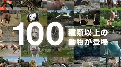 ���������꡼ No.006�Υ���ͥ������ / �֥��˥ޥ�꥾���ȡס��ƥ��CM��PV����������ȤˤƸ���