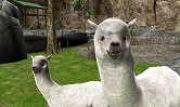 画像ギャラリー No.002のサムネイル画像 / 「アニマルリゾート」公式サイトを更新,イリエワニやアルパカなどが公開に
