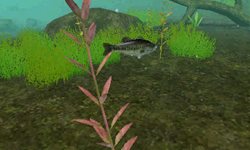 ���������꡼ No.010�Υ���ͥ������ / ������������ǥ�����������ꥢ��Х��ե��å��󥰥������FISH ON�פ�6��9����ȯ�䡣�����Τ�Ӥ�į��������վޥ⡼�ɤ����