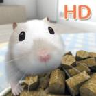 �ѥå�����